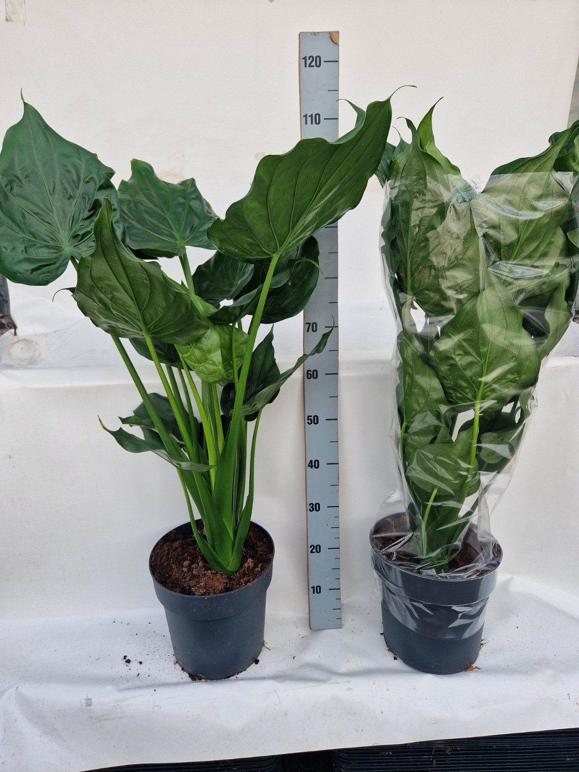 Alocasia cucullata P27
