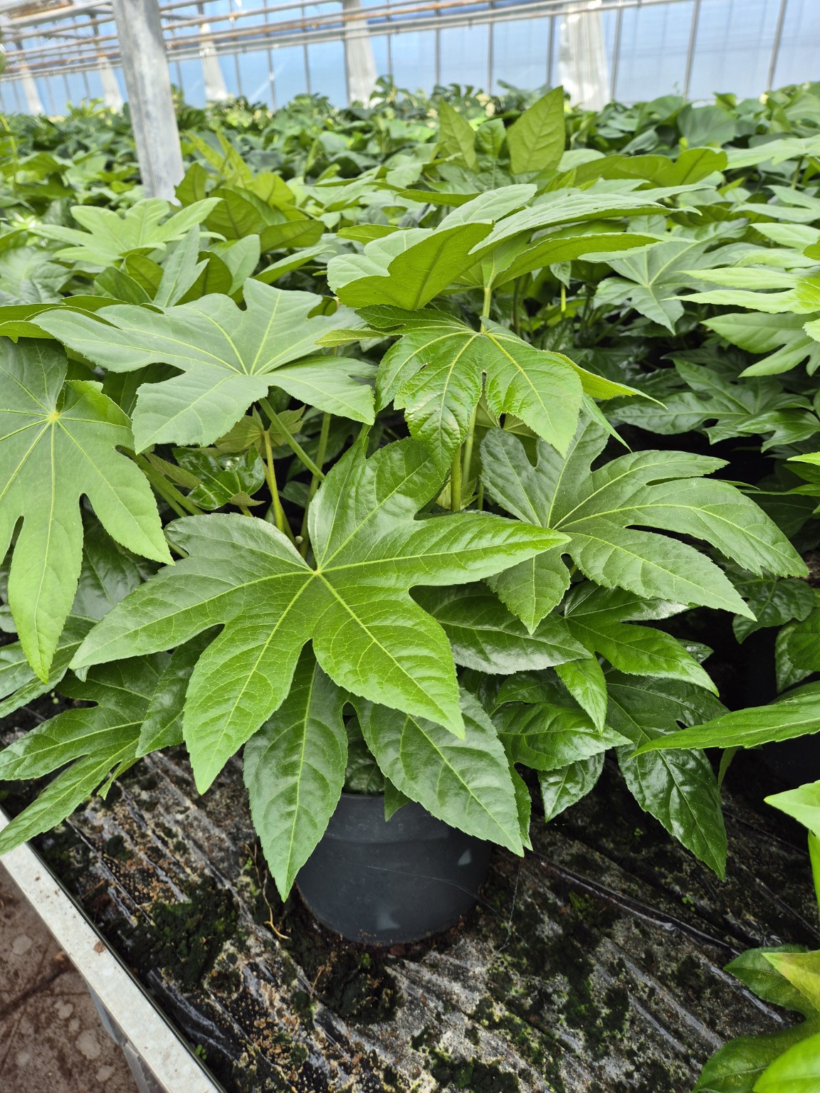 Fatsia japonica P27