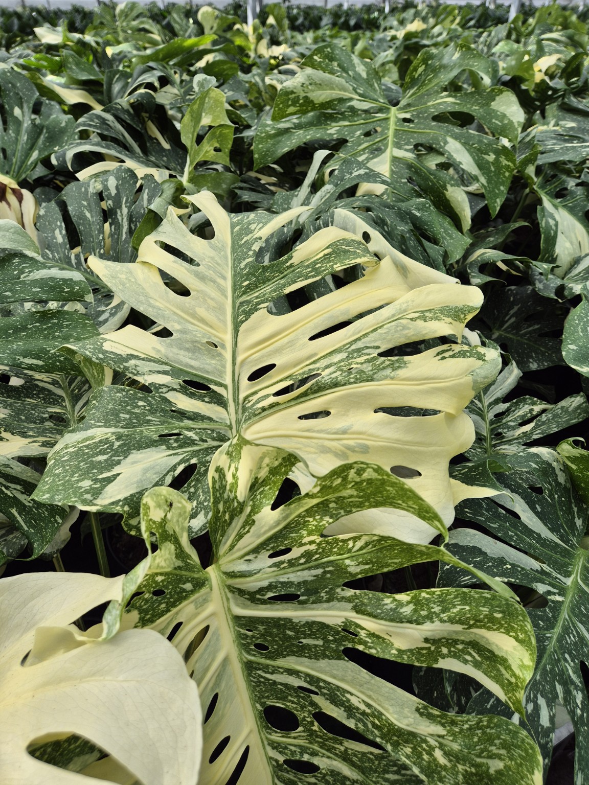 Monstera Thai Constellation P27